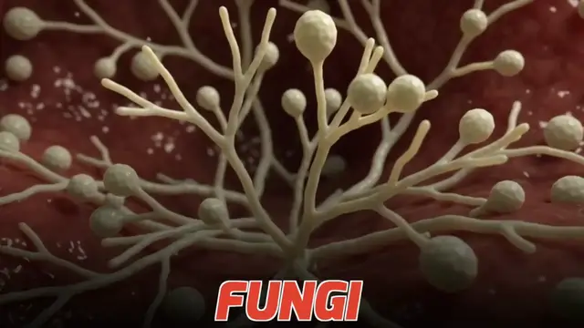 Video thumbnail for 5 Hidden Signs You Have Parasites (  What to Do About It)(720P HD)