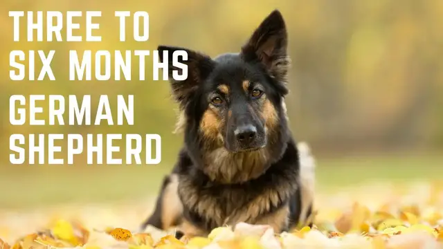 'Video thumbnail for Three to Six month German Shepherd Puppy'