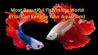 Video thumbnail for Most Beautiful Fish in the World (You Can Keep In Your Aquarium) || #aquarium #fish #farming