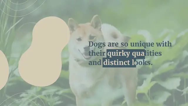 Video thumbnail for 8 dogs that look like foxes