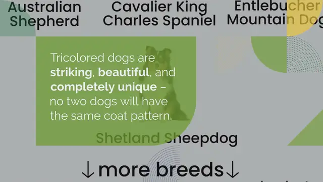 Video thumbnail for 20 Tricolored Dog Breeds (With Pictures!)