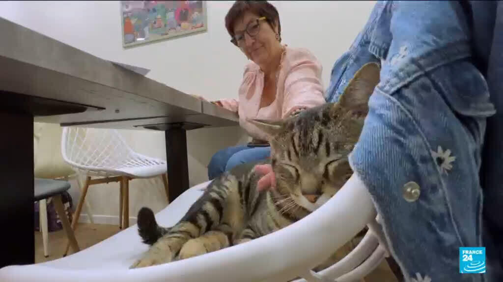 Video thumbnail for Drinks with furry friends: The growing popularity of cat cafés in France