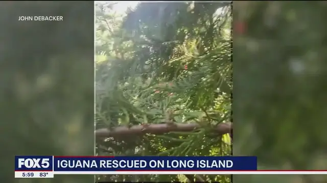 'Video thumbnail for Iguana rescued from power lines after being spotted by neighbors in Plainview, New York'
