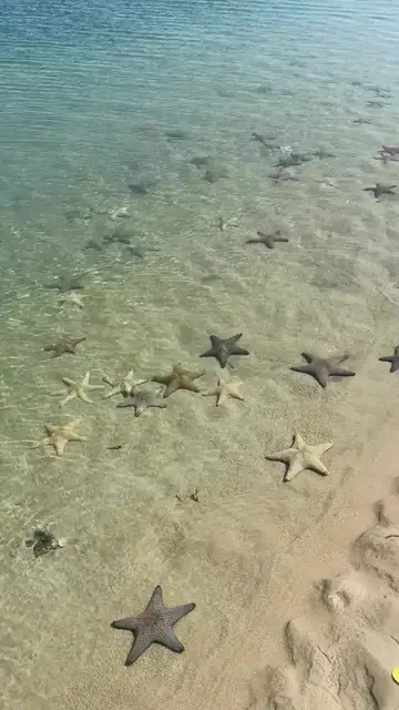 Video thumbnail for Sea Stars Gather along a Shallow Mozambique Shoreline