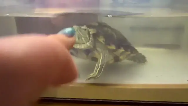 Video thumbnail for Turtle Flirts with Finger in Sichuan