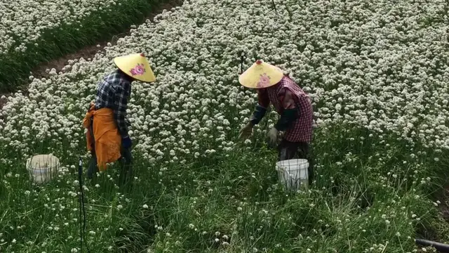 Video thumbnail for China: Leek Cultivation Field.