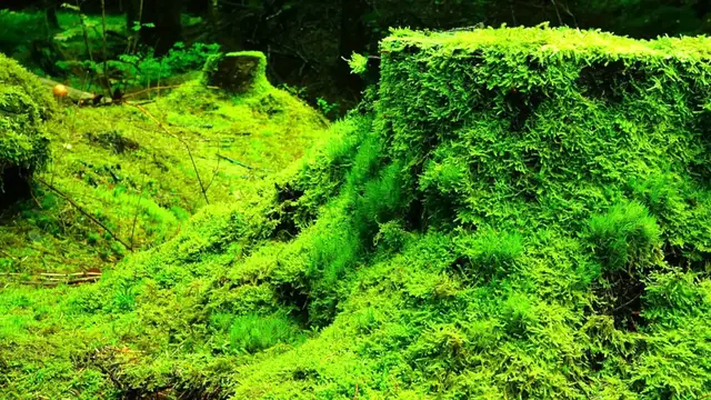 Video thumbnail for Scientists identify moss that could survive on Mars.