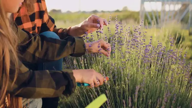 Video thumbnail for How to Propagate Lavender