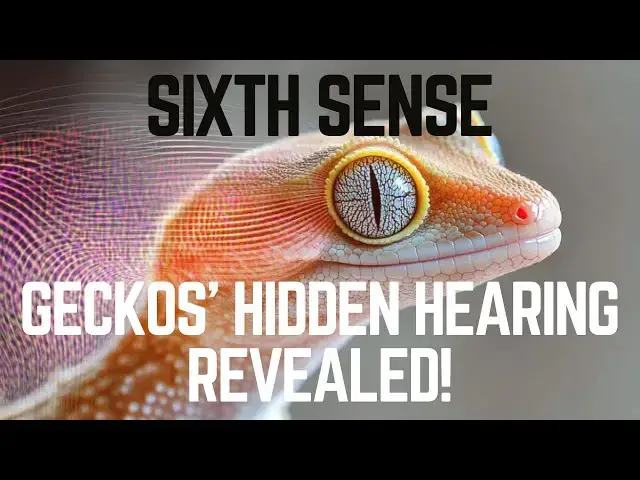 Video thumbnail for Scientists Uncover Auditory 'Sixth Sense' in Geckos