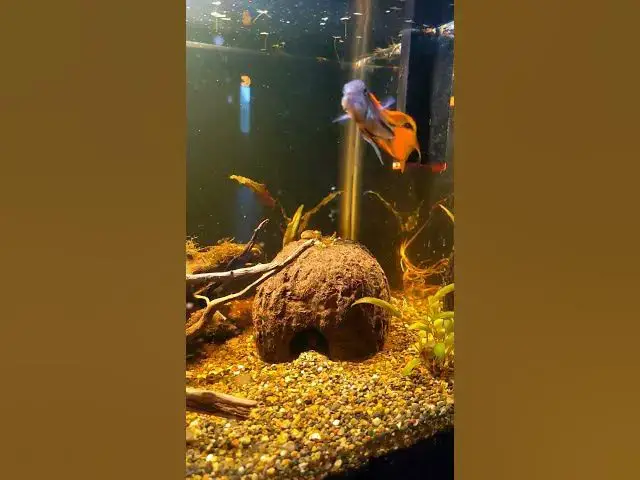 Video thumbnail for Apistogramma Cacautoides Orange Flash - Pair. Female appears to be preparing her cave.