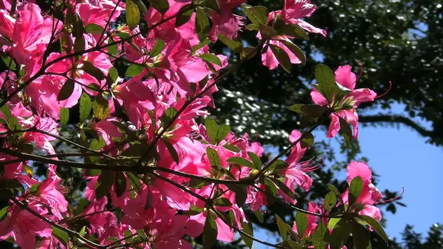 Video thumbnail for How Deep to Plant Azaleas for Optimal Growth
