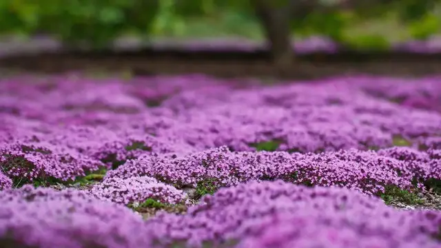 'Video thumbnail for Best Creeping Thyme Varieties'