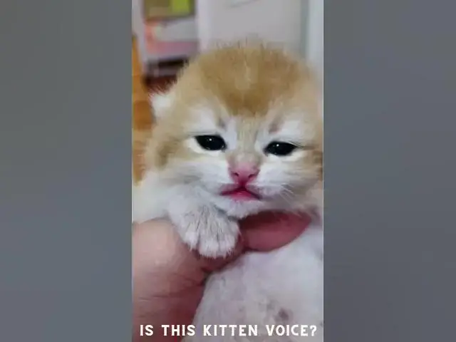 Video thumbnail for IS THIS KITTEN VOICE? | #funny #cute #cutecat  #voice of cat #catvoice #youtubeshorts