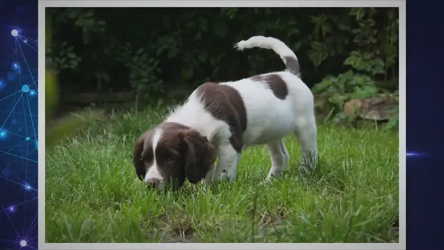 Video thumbnail for Shedding Secrets: Unraveling the English Springer Spaniel's Fur-Filled Story