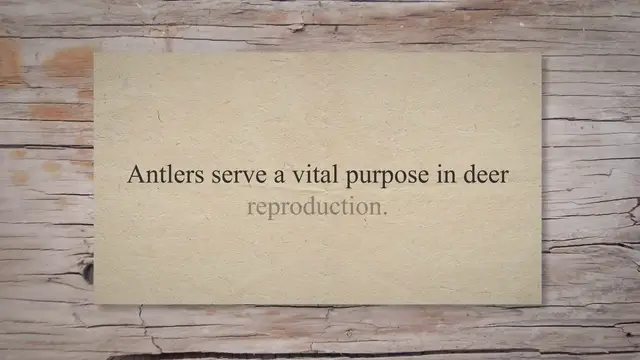 Video thumbnail for Why Do Deer Antlers Falling Off / Videos