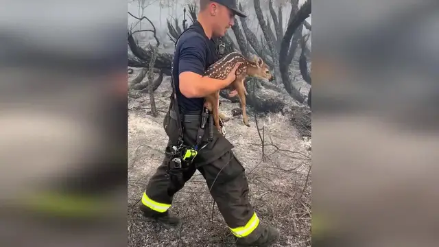 Video thumbnail for US: Trapped Baby Deer Rescued As Firefighters Fight 500-Acre Wildfire In Florida.