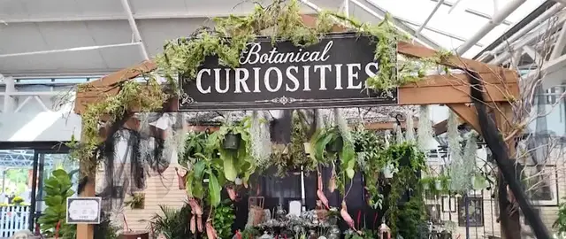 Video thumbnail for What’s new at the 51st annual Hicks Nurseries Fall Festival