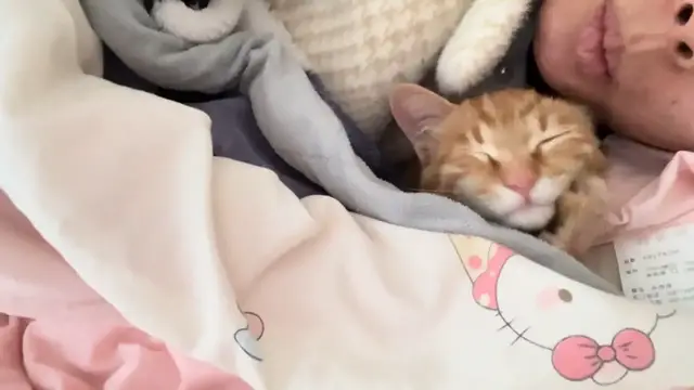 Video thumbnail for Playful Kitten Shakes Head While Cozy in Blanket