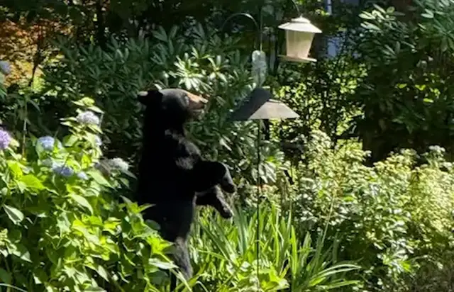 Video thumbnail for Black bear sighting in White Plains neighborhood prompts safety reminder