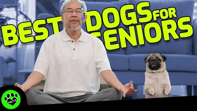 'Video thumbnail for The Ultimate Guide to Companion Dogs for Seniors & Retirees: Find Your Perfect Furry Friend!'