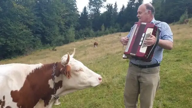 Video thumbnail for A cow finds joy in the music of a man's accordion performance