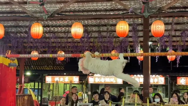 Video thumbnail for Kittens showcase their skills on a horizontal pole in Sichuan, China