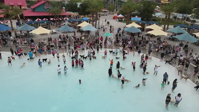 Video thumbnail for Most dogs attending a dog pool party