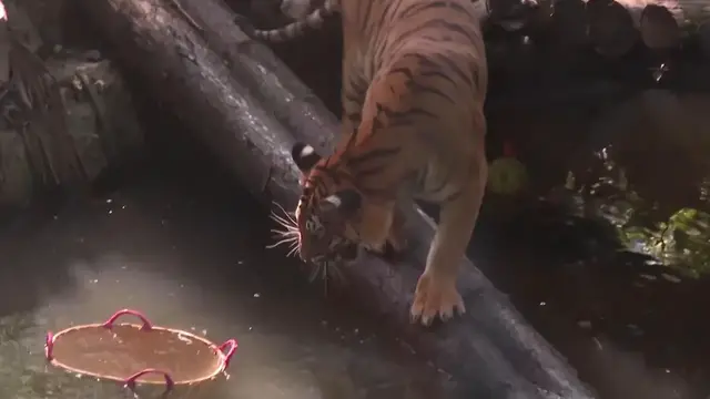 Video thumbnail for China: Abandoned Bengal tiger turns 2 at Shanghai Zoo, drawing crowds of adoring fans.