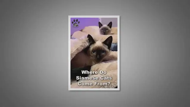 Video thumbnail for Where Do Siamese Cats Come From?