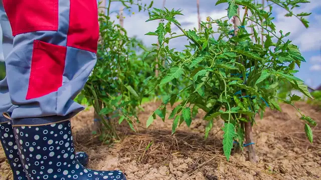 Video thumbnail for Best Mulch for Flower Beds