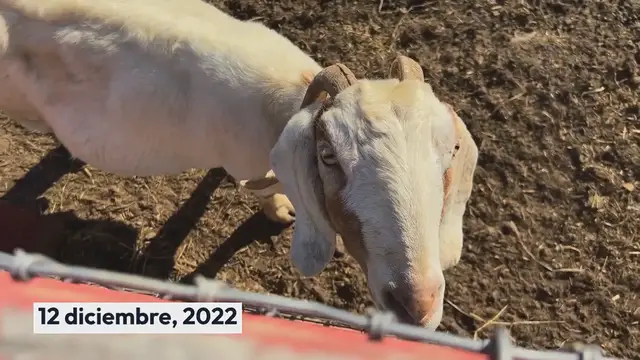 Video thumbnail for Cómo crear un Buyer Persona