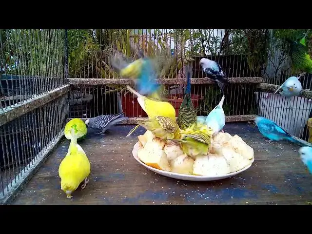 'Video thumbnail for Frisches Obst & Gemüse für deinen Wellensittich – perfekt für Immunsystem & Federn'
