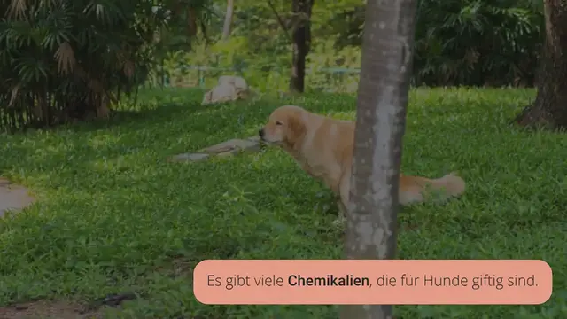 Video thumbnail for Chlorvergiftung beim Hund erkennen: 9 Symptome & Behandlung