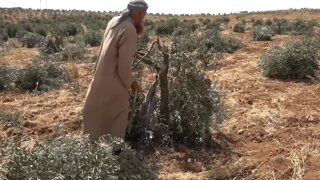 Video thumbnail for Israeli occupiers uproot 165 olive trees south of Hebron.
