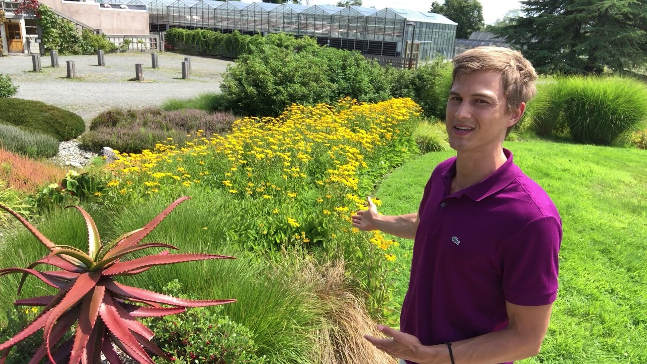 Video thumbnail for Mass Planting in the Garden, with Rudbeckia