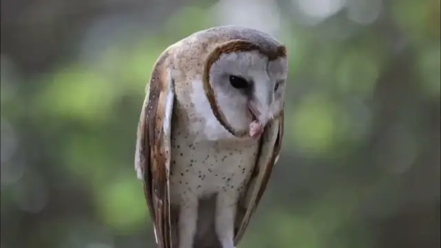 Video thumbnail for Barn Owl   Birds |  Wildlife |