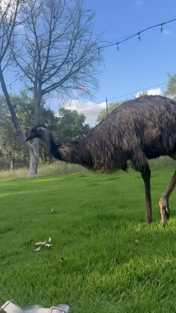 Video thumbnail for Picnic Standoff with a Curious Emu