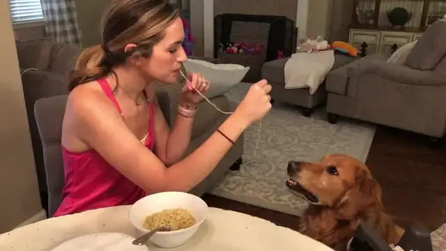 Video thumbnail for Golden Retriever Recreates Lady and the Tramp Spaghetti Scene