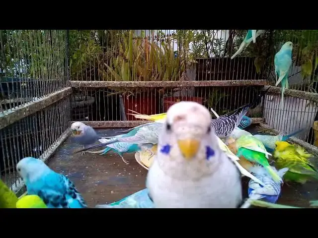 'Video thumbnail for Gesunde und ausgewogene Ernährung für Wellensittiche – so bleibt dein Vogel fit!'