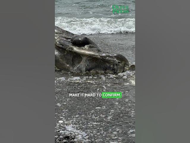 Video thumbnail for Beachgoers in disbelief as ten-metre whale washes up on Costa del Sol, Torrex