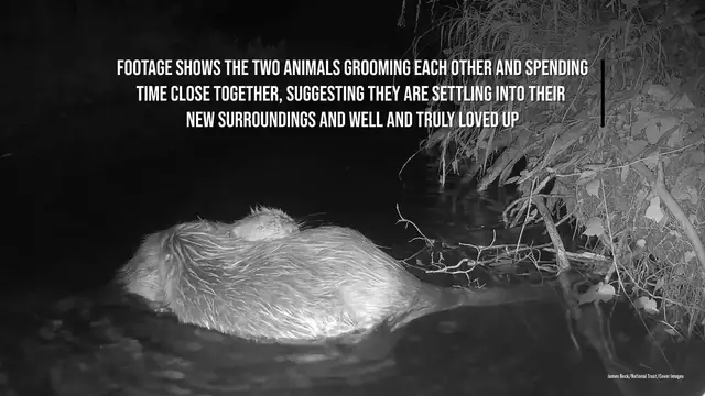 Video thumbnail for Love at first bite: Two of U.K's newly released beavers caught in a clinch.