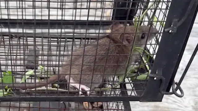 Video thumbnail for Seaford neighborhood 'infested' with rats