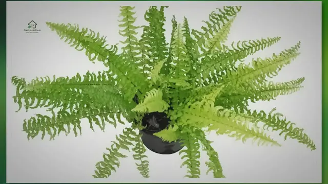 Video thumbnail for How to Take Care of Blue Star Fern: Practical Tips