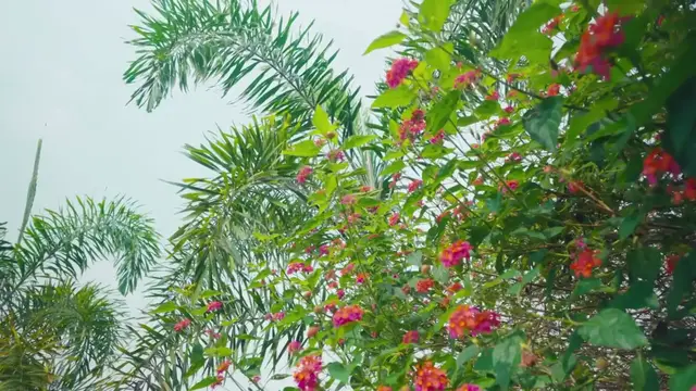 Video thumbnail for Benefits of Plant Care