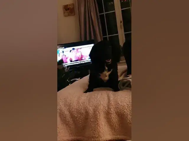 'Video thumbnail for Cute Cocker spaniel puppy barking at himself in the mirror'