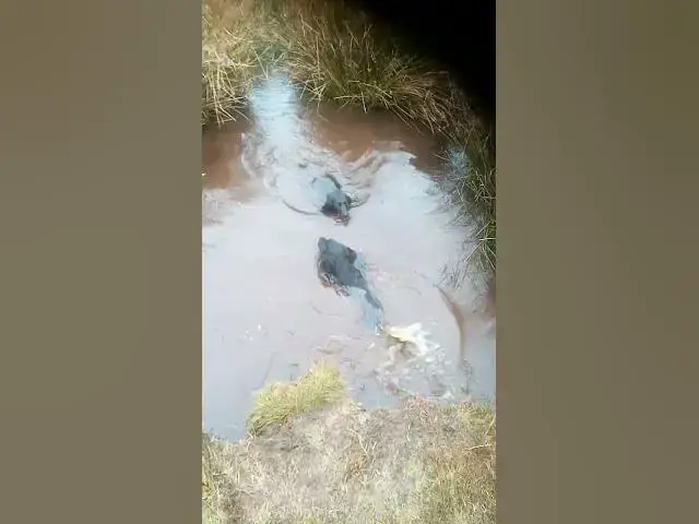 'Video thumbnail for Cocker spaniels getting smelly in super stinky mud'