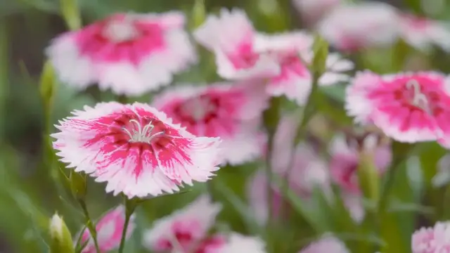 Video thumbnail for How to Grow Cosmos Flowers