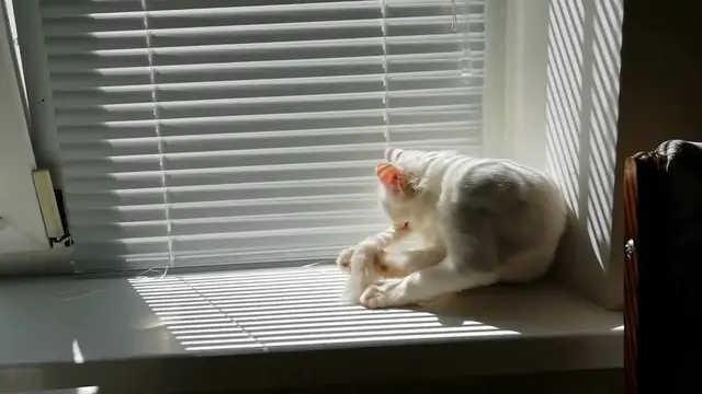 Video thumbnail for How_do_cats_clean_behind_their_own_ears