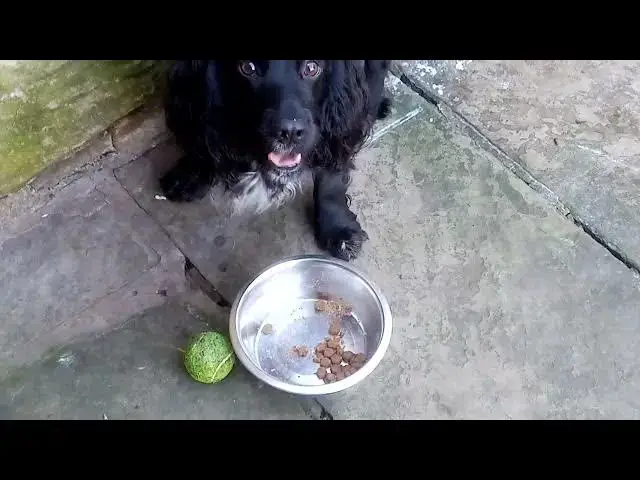 'Video thumbnail for Cocker spaniel eating his lunch'