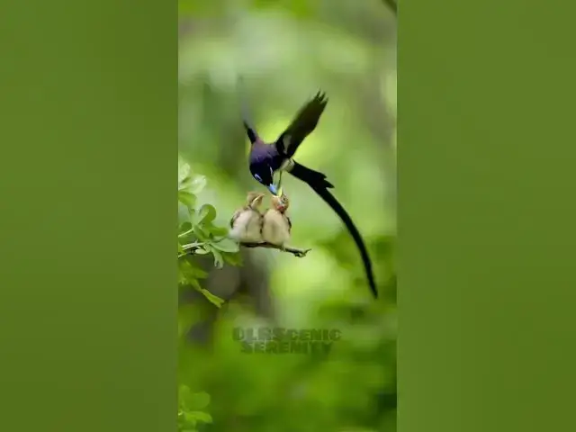 'Video thumbnail for Black paradise flycatcher || Birds || Nature lover'